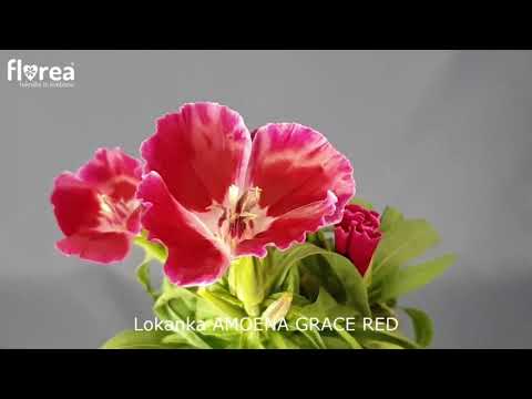 Lokanka AMOENA GRACE RED