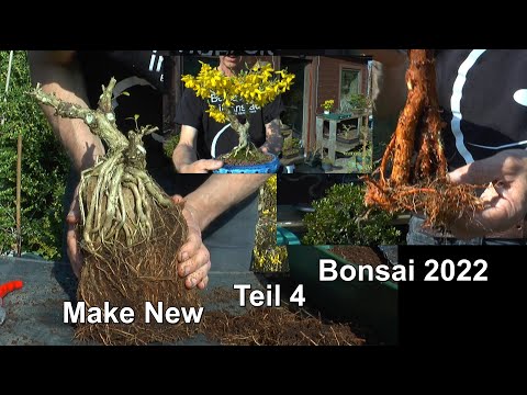 Bonsai 2022 Teil 4 Bonsai auf dem Stein, Mammutbaum Bonsai Start und neuen Forsythien Bonsai