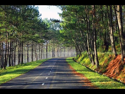 Thành phố sương mù - Carol Thủy