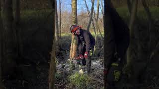 Watch an Excellent example of taking your time when felling a tree & checking dimensions…cracking