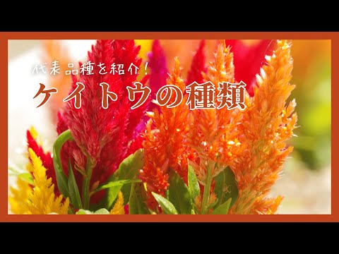 ケイトウについて詳しく解説