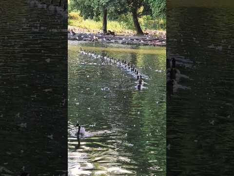 Beautiful day in the park 😊  #ducks #nature #inthepark #flowers