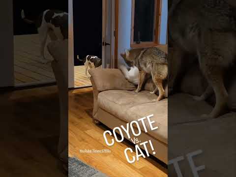 FIGHT SCENES!! CAT Vs. COYOTE! #weavethecoyote #howiedewitt #duckholliday #straykids #shorts #short