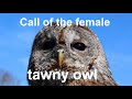 Call of female tawny owl (Strix aluco) - strange sounds at night
