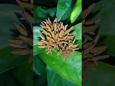 #people's are very excited to see how flower's transformation 🌹🌹#flower shorts