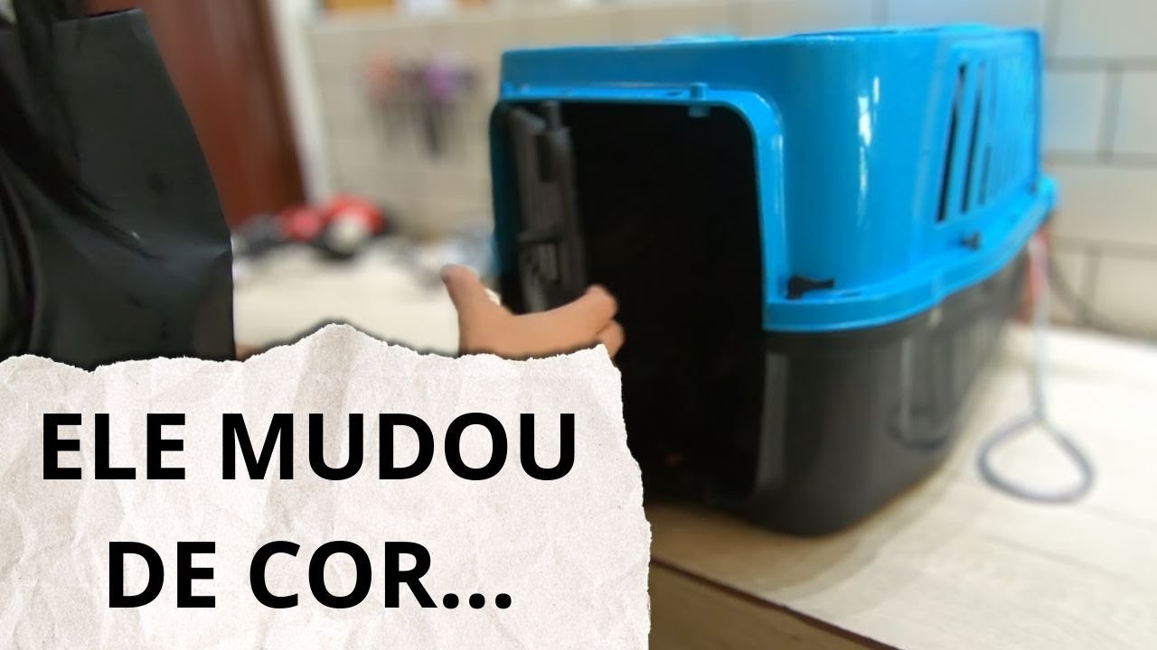 O Gato demorou 1 ano para voltar ... E DEU NISSO!