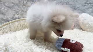 ポメラニアンの動画01