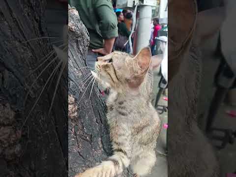 meow meow#catvideos#cat short video#youtubeshort