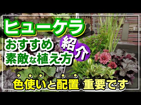 園芸 ヒューケラ、ティアレル、ヒューケラス