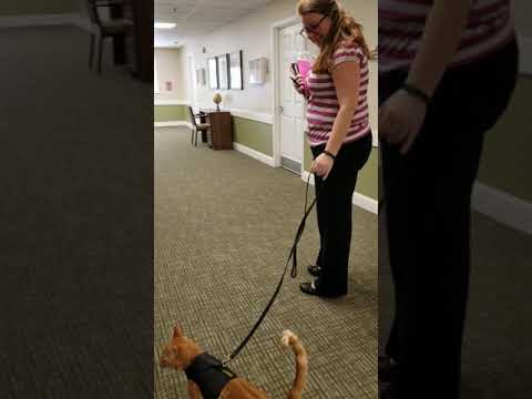 YouTube video