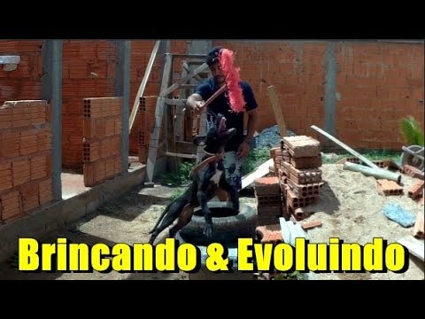 Procurando Evoluir a Cada dia Mais