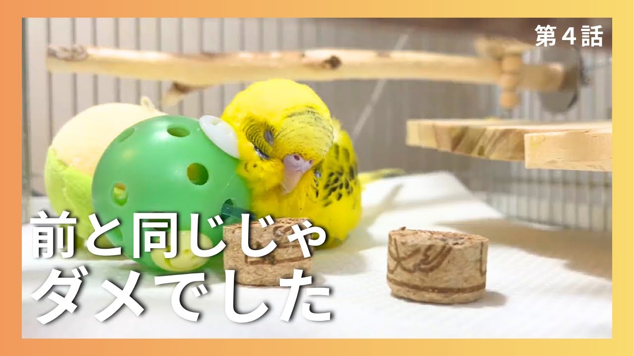 高齢インコとの暮らしで変えたこと・考え方の変化【老いシリーズ第4話】