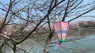 preview picture of video '醍醐池の桜　（奈良県橿原市） kashihara-shi nara japan'