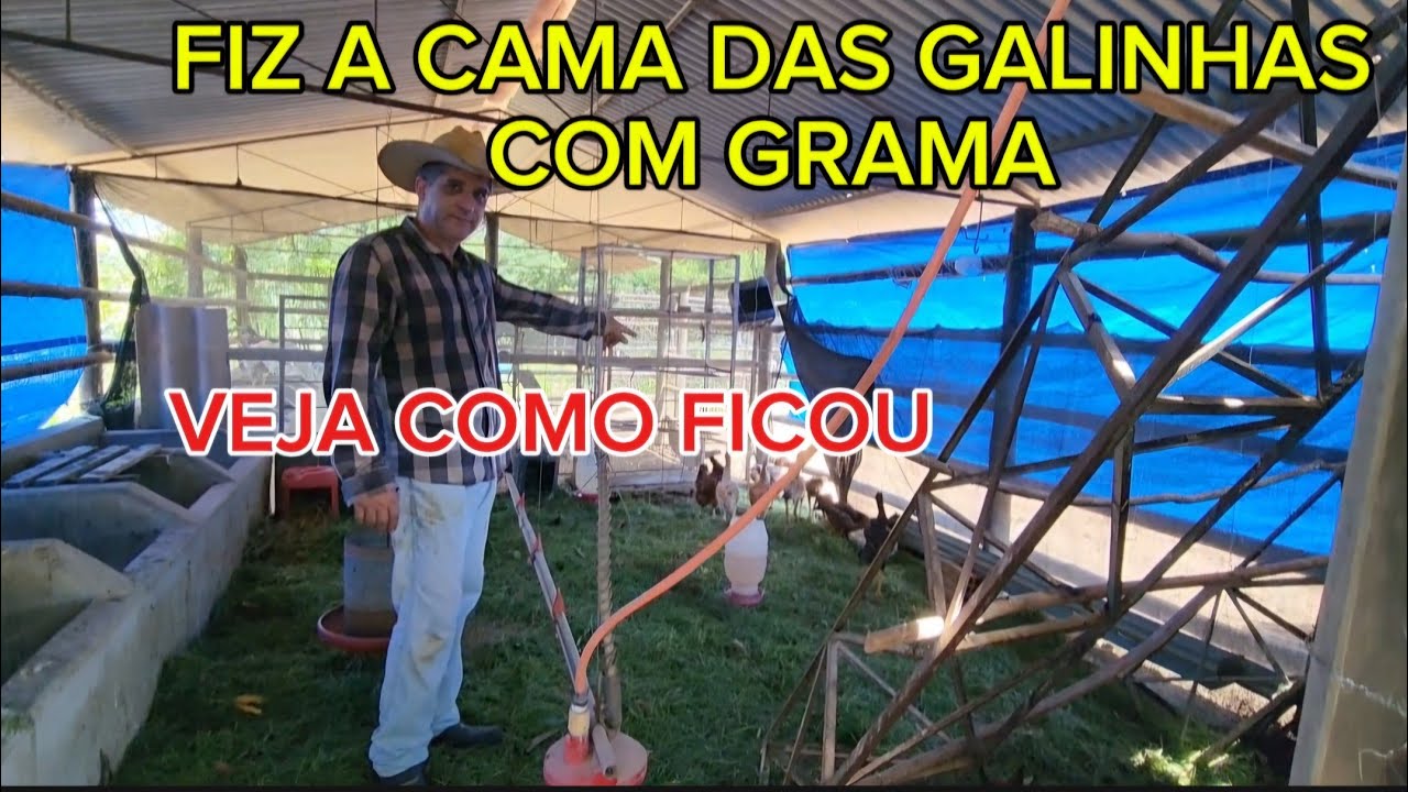 ROTINA NA ROÇA. FIZ UMA MELHORIA NO GALPÃO DAS GALINHAS.