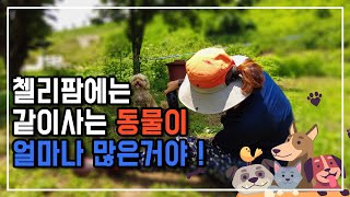 반려동물 이야기를 하려고합니다 !