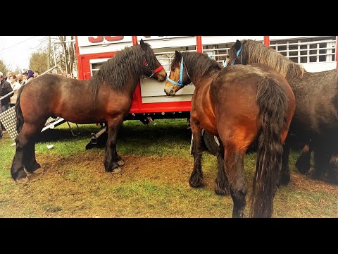 Sajam  konja- Cetingrad  2017g. ( Fair  horse )