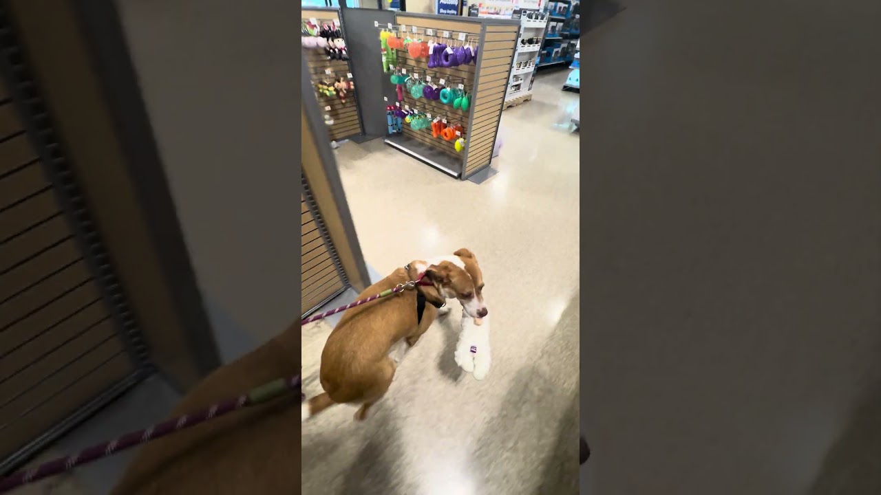Hope, a Adoptable mixed breed in Chicago, IL video 5/6