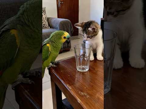 Meu Papagaio Entregou o Gato! 😂🦜🐱