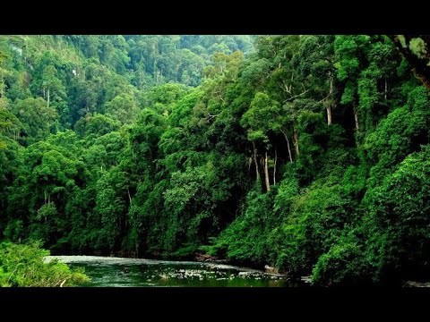 Ambient Indonesian Rainforest sound 2 Hours For Relaxation and Sleep