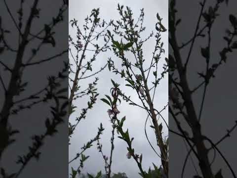 Durazno 🤏  tan pequeño el árbol y empezó a florecer ×