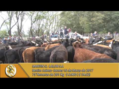 Venta de Hembras - Martín G. Lalor S.A - B. Juárez
