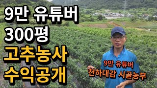 300평 고추농사 수익은 얼마나 될까? 2m까지 성장한 고추농사 노하우는? [진안 고추농사] 천하대감 시골농…