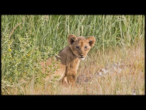 African Wildlife AIB Part 1133