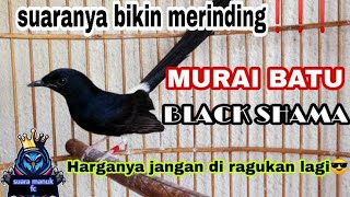 Download lagu Kicau burung murai batu black Shama 😎😱 || suaranya bener bener mantulll❗❗ mp3 Download lagu Kicau burung murai batu black Shama 😎😱 || suaranya bener bener mantulll❗❗ mp3