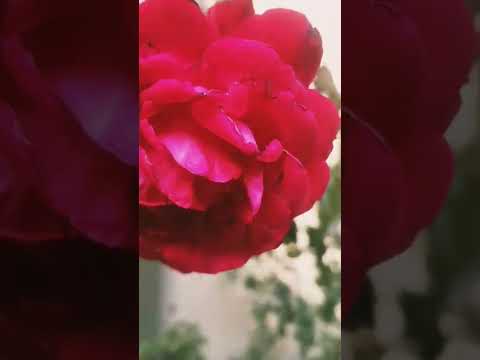 #rose a beautiful creation of ALLAH ALMIGHTY  #Asmaulhusna