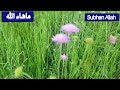 Natural Meditation Walk With Me Summer Season In Italy Beautiful Countryside In Europe