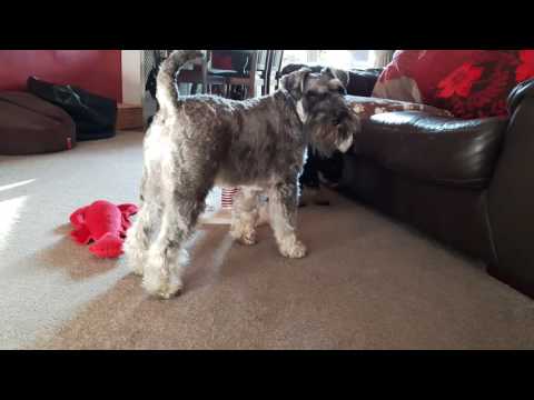 Miniature schnauzer -louie at 8 weeks playing with bailey