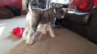 Miniature schnauzer -louie at 8 weeks playing with bailey
