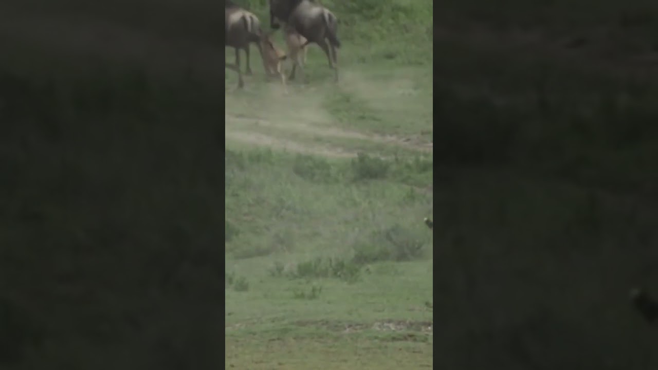 wild Animals||pet animal (@wildanimalsvector3221 ) #tiger#pet animal #wild animal #lion