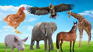 Download Lagu recognize animal sounds : goat, elephant, giraffe, tiger, pig, eagle, chicken, horse etc Thumbnail