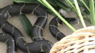 Big Black stripped snake hanging around my house