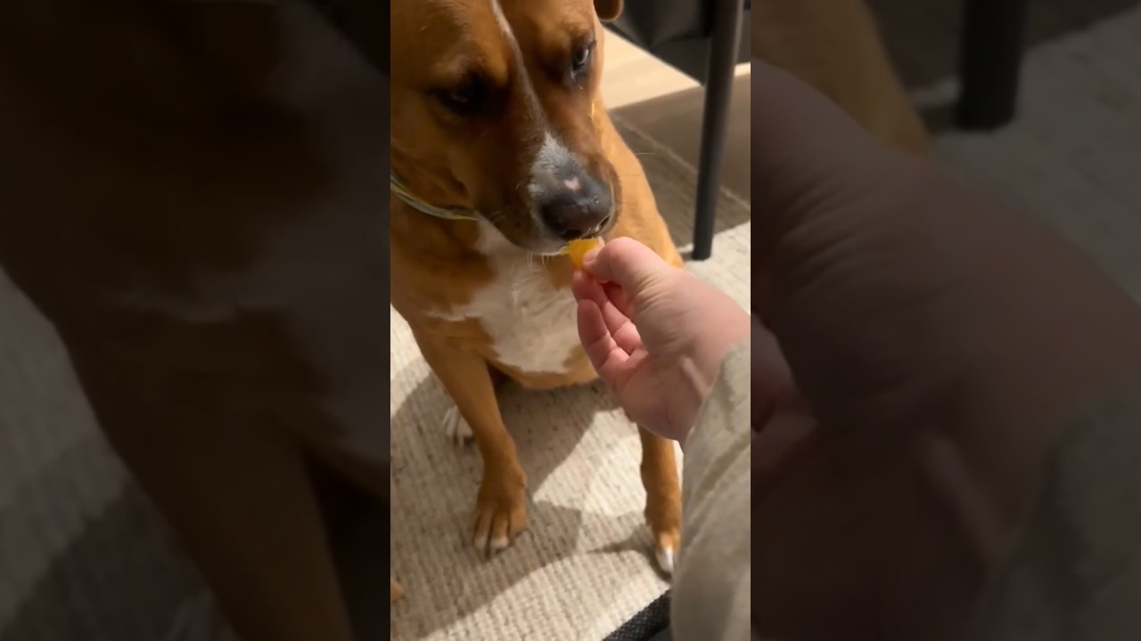 Felice, a ADOPTABLE mixed breed in Aurora, ON video 6/6