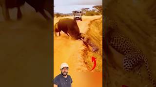 Leopardo e Leão foi no touro 😱