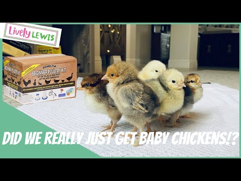 Should we get baby Chickens!? There's a beginners kit to help!