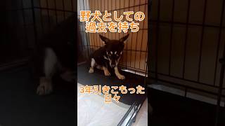 2026年1月10日栃木のお犬界の教祖様しろ様…満を持して愛知へ降臨‼️絶大なる信者…キョロ嬢を引き連れて新たな使命を受け新天地へ！#カリスマ犬#保護犬界のカリスマ#犬との暮らし