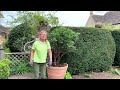 How To Create Multi Stem Trees