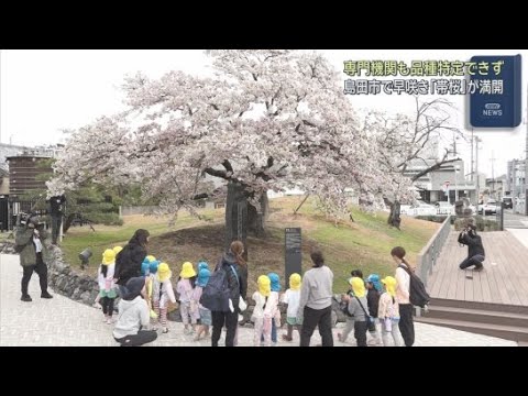 YouTube Video 早咲きの”帯桜”が前年より１０日早く満開　静岡・島田市