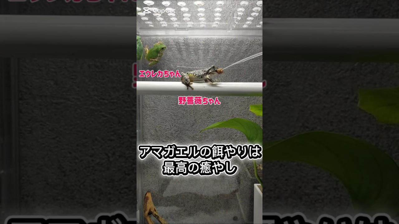 アマガエルの餌やりは楽しい#shorts#アマガエル#癒やし#餌やり