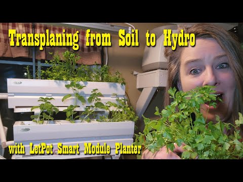 Transplanting From Soil to Hydro with LetPot Smart Module Planter