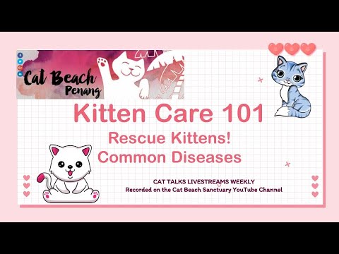 Kitten Care 101 - Common Diseases