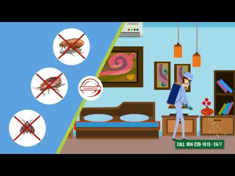 download lagu mp3 mp4 Bed Bug Control Surrey, download lagu Bed Bug Control Surrey gratis, unduh video klip Bed Bug Control Surrey