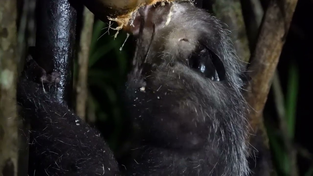 Aye-Aye Lemur and Its Coconut || ViralHog