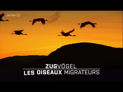 Les Oiseaux Migrateurs : Leur Combat Pour La Survie [HD]