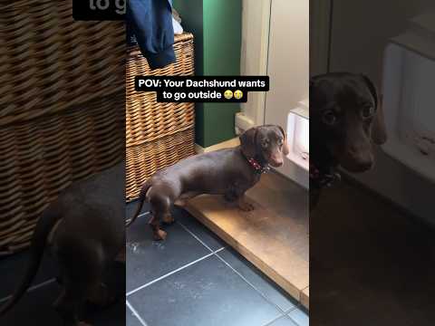 Dachshund barking when let outside #dachshund