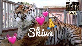RIP Shiva!! TWD Shiva Montage