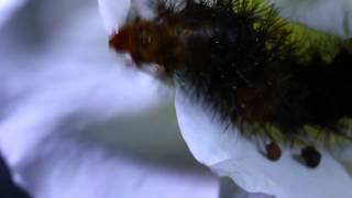 A Perfect Circle - Rose